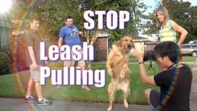 How To Train your Dog NOT to PULL on the Leash! STOP CHASING or LUNGING at CARS on a Walk!