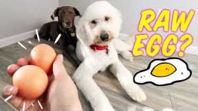 Feeding Dogs Raw Egg + Shell?! 🤔 Dog Egg Challenge + 10/10 CRUNCH FACTOR!