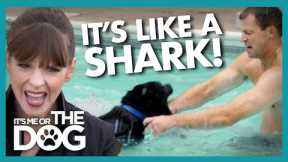 Can Canine 'Jaws' Learn to Stop Attacking Swimmers? | It's Me or The Dog