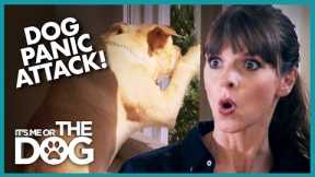 Dog's Panic Attacks are Destroying Home | It's Me or The Dog