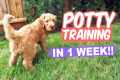 HOW TO: Potty Train Your Puppy FAST!! 