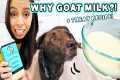 Goat Milk Healthy for Dogs?! + EASY